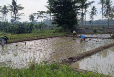 Bulog Mulai Serap Gabah Petani