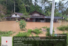 Banjir di Lampung Barat, Rumah Terendam, Tiang Listrik Roboh, hingga Belasan Hektare Sawah Terendam
