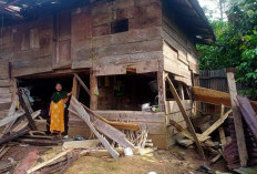 Kawanan Gajah Hancurkan Puluhan Rumah 