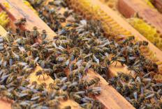 Disbunnak Lambar Alokasikan Bantuan Bibit Lebah untuk Masyarakat, Ini Tujuan Utamanya!
