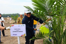 PTPN IV PalmCo Perkuat Ketahanan Pangan Lewat Peremajaan Sawit Rakyat dan Integrasi Tanaman Pangan