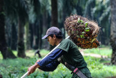  Rumor PHK, Ribuan Buruh Sawit Ketar-Ketir 