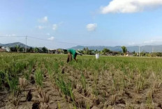  AUTP Selamatkan Petani dari Risiko Gagal Panen