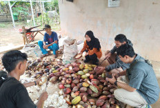  Kulit Kakao Jadi Bahan Baku Biodegradable Film 
