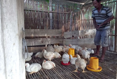 Mendekati Malam Tahun Baru, Segini Harga Ayam di Mesuji 