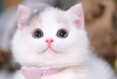 Inilah Bau yang Tidak Disukai Kucing