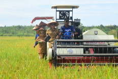 Bupati Elfianah Pimpin Panen Raya Serentak di Mesuji 