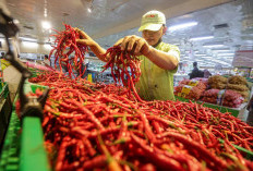 Masuk Ramadhan, Harga Cabai Gila-gilaan, Per Kiogramnya Rp150 Ribu