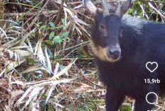 Hanuang Bani Alias Kambing Hutan Sumatera Ternyata Masih Hidup di Hutan Tanggamus