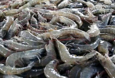 Ekspor Udang Indonesia Turun sejak 2023 