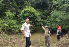 Geger Harimau Muncul di Mesuji 