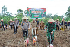  Polres Tanggamus Target Tanam Jagung 477 Ha
