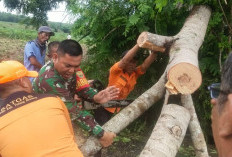 Cuaca Ekstrem, Pohon Besar di Menggala Tumbang Tutupi Jalan Umum