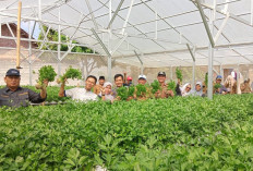  Gondrong Hidroponik Jadi Distributor Sayur di 8 SPPG Lamteng