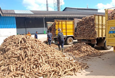 Kementan Tetapkan Harga Ubi Kayu Lampung Berdasarkan Kadar Aci