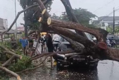 Pohon Tumbang Timpa Pajero di Pringsewu 