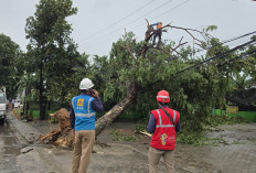 PLN UID Lampung Berhasil Pulihkan 100 Persen Kelistrikan Pasca Cuaca Ekstrem