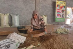 Harga Biji Kopi Kembali Turun, Petani dan Pengepul Khawatir