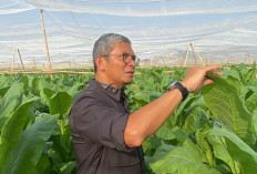 Penjualan Tumbuh 122 Persen, PTPN I Bukukan Rp3,56 Triliun hingga November 2025