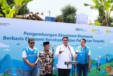 PLN Kembangkan Ekosistem Biomassa Berbasis Pertanian Terpadu, Ubah Lahan Kritis Jadi Hijau dan Produktif