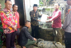 Hasil Evakuasi Hewan Buaya di Semaka Tanggamus Diserahkan ke BKSDA Bengkulu-Lampung