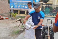 Damkarmat Tulangbawang Evakuasi Ular Berbisa Sembunyi di Speaker 