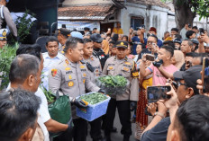 Polisi Bongkar Budidaya Ganja Jadi Rokok 