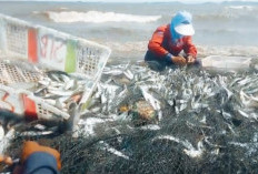 Di Tengah Cuaca Buruk, Nelayan Sukaraja Panen Ikan Sarden