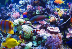Melihat Keindahan Laut di Dalam Akuarium