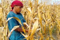 Fokuskan Produksi Padi dan Jagung 