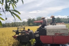 Produksi Padi dan Palawija Pesbar Capai 42 Ribu Ton 