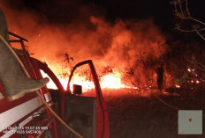 Seluas 350 Ha Lahan TNWK Terbakar dan Trenggiling Ditemukan Mati, Bagaimana Nasib Gajah? 