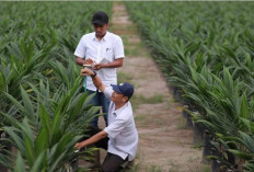 PalmCo Catat Capaian Tertinggi Nasional dalam Program Peremajaan Sawit Rakyat