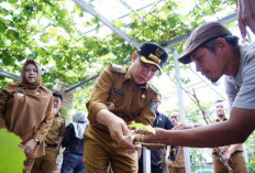 Pemkab Pringsewu Dukung Pengembangan Budi Daya Anggur 