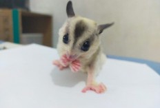 Impian Sejak Kecil, Wayan Rawat Berbagai Macam Hewan Eksotis