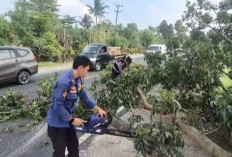 Belasan Petugas Gabungan Tebang Pohon Membahayakan di Jalinsum Lamsel 