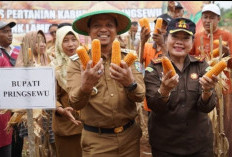 Pemkab Pringsewu Dukung Pengembangan Jagung
