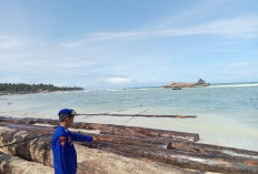 Muatan Tongkang Lepas, Belasan Perahu Nelayan Pesisir Barat Rusak Dihantam Kayu Gelondongan