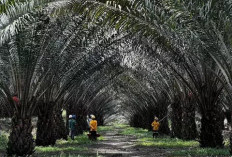 BRIN dan Astra Agro Ciptakan Klon Unggul Sawit
