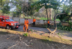 Angin Kencang Tumbangkan Pohon Akasia di Jalan Sultan Agung Wayhalim