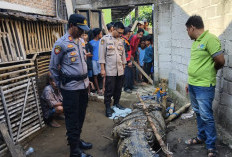 Buaya 4,5 Meter di Sungai Semaka Ditangkap