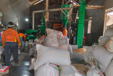  Larangan Jual Gabah ke Luar Lampung     Untungkan Penggilingan Padi 