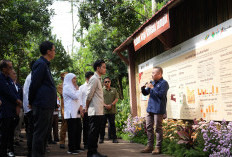 Hadiri Panen Raya Kopi Ijen, Wapres Gibran Dukung Hilirisasi dan Branding Kopi Nasional