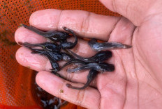 Usaha Pembenihan Ikan Cukup Menjanjikan, Omzet Bisa Rp10 Juta per Bulan