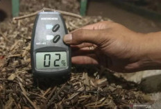 RI Berhasil Jual Rp1,04 T  Produk Biomassa ke Jepang