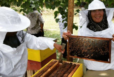 Suhita Bee Farm, Healing Sambil Belajar Budi Daya Lebah Madu 