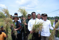 Swasembada Bisa Bermasalah jika  Gabah Petani Tak Terserap Maksimal