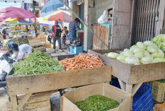 Harga Wortel Naik Dua Kali Lipat 