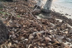 Pantai Benawang Dipenuhi Kulit Kelapa