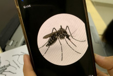 Kasus DBD di Lampung Tembus 8.773